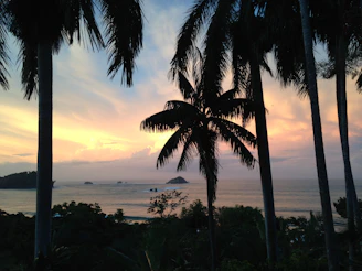 A dreamy sunset over the Andaman Islands with palm trees silhouetted against the glowing sky.