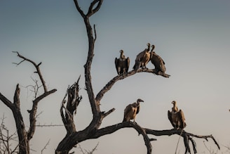 five vulture birds standing on bare tree