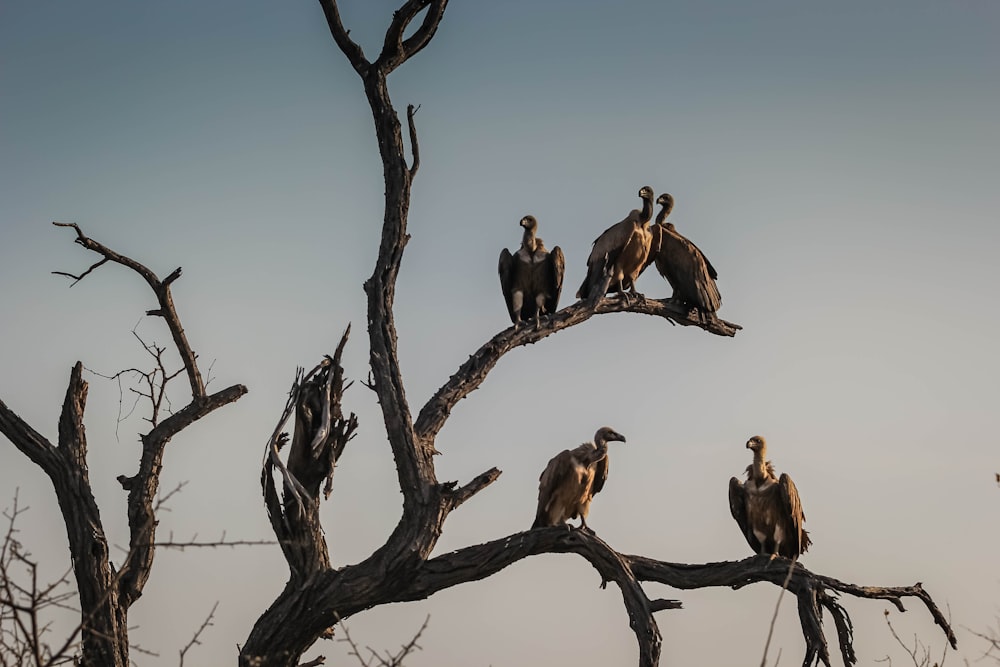 Fünf Geiervögel stehen auf kahlem Baum