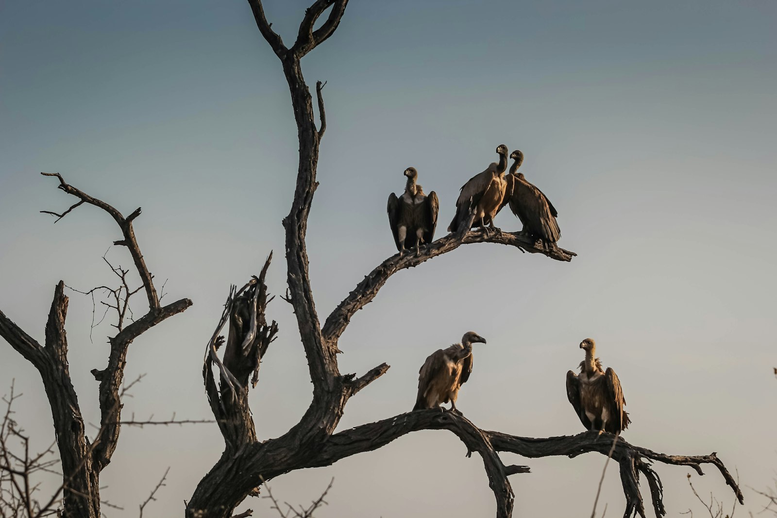 Canon EOS 60D + Canon EF 70-200mm F2.8L USM sample photo. Five vulture birds standing photography