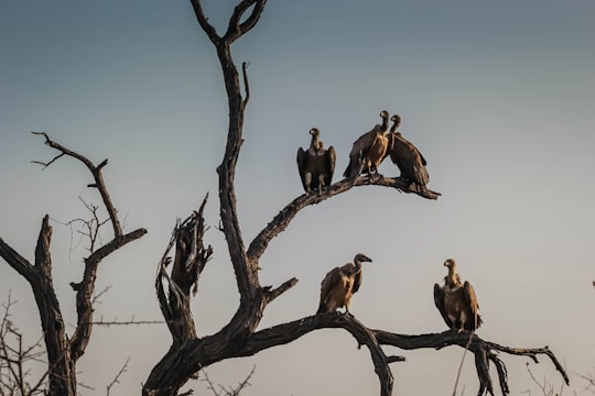 five vulture birds standing on bare tree in Hoedspruit South Africa