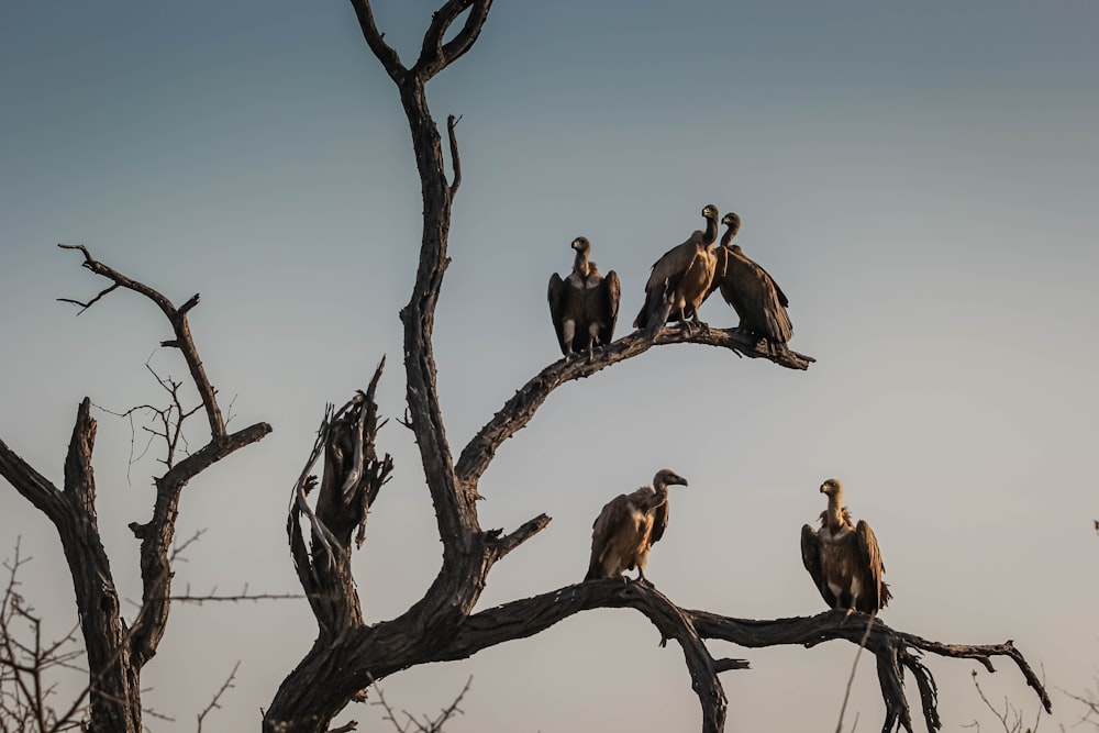 Cinco aves buitres de pie sobre un árbol desnudo