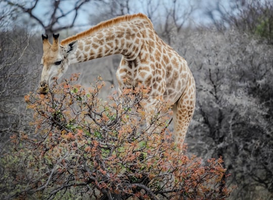 brown and white giraffe eating leaves in Hoedspruit South Africa