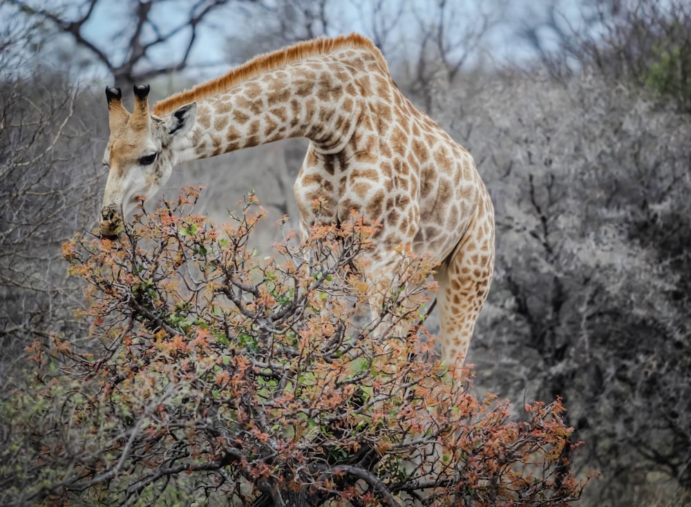 girafa marrom e branca comendo folhas