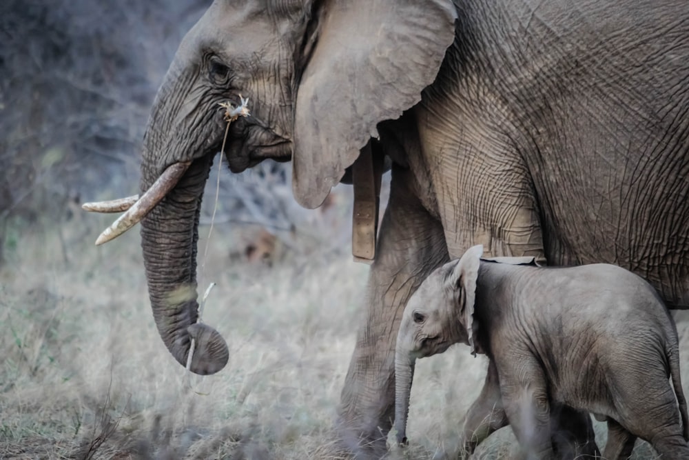 Foto de Elefante Negro