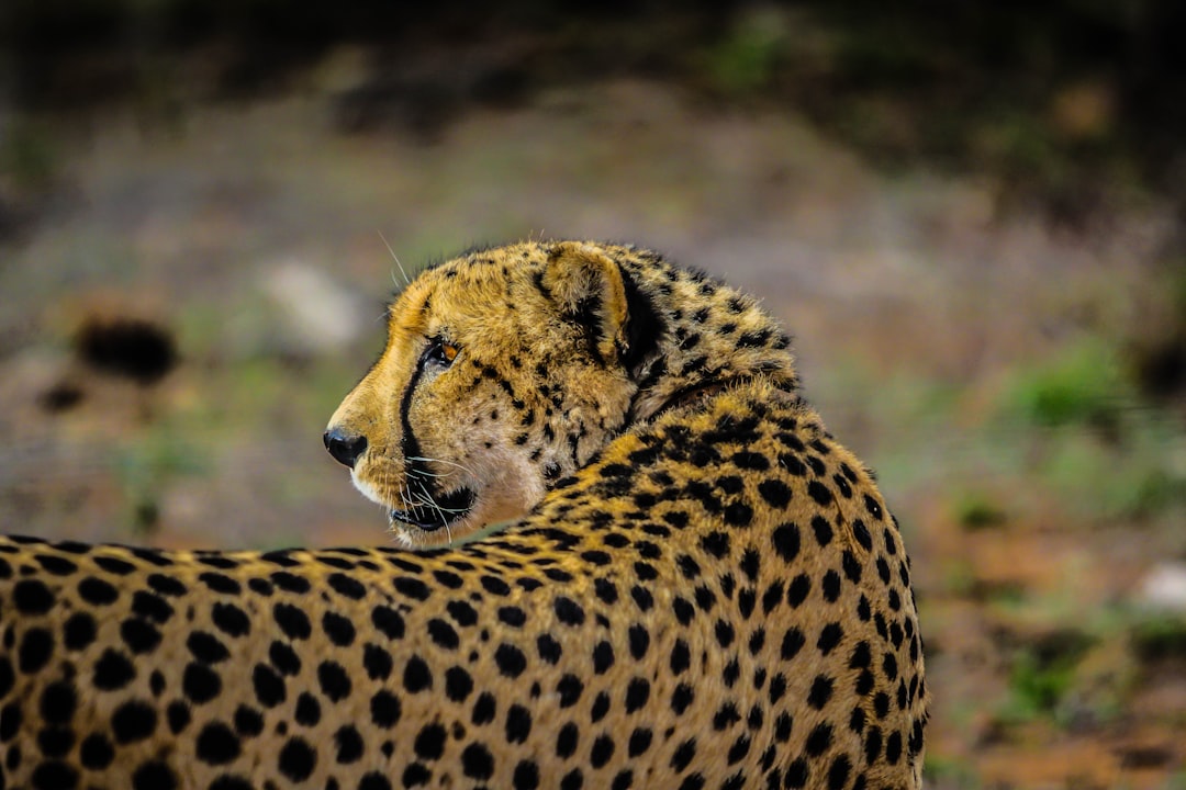 Wildlife photo spot Hoedspruit The Klaserie Private Nature Reserve