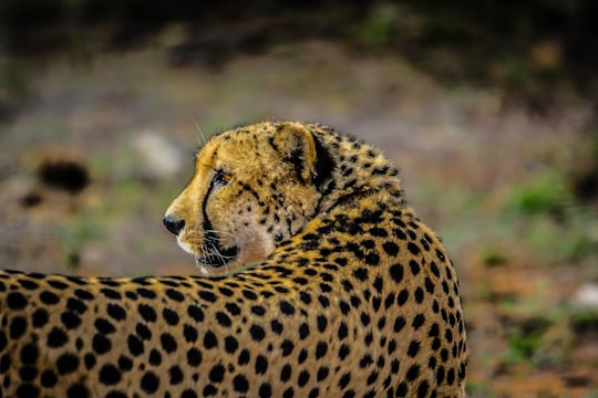 dept of field photography of cheetah in Hoedspruit South Africa
