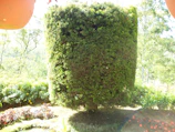Close-up of a gardener trimming a vibrant green hedge in a sunny backyard.