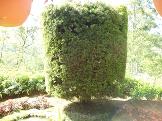 An artistically pruned, tall, cylindrical hedge stands in the garden surrounded by various plants and flowers. The setting appears well-lit with sunlight filtering through, casting bright contrasts across the foliage.