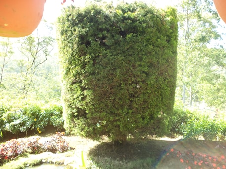 An artistically pruned, tall, cylindrical hedge stands in the garden surrounded by various plants and flowers. The setting appears well-lit with sunlight filtering through, casting bright contrasts across the foliage.