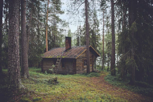 Exterior shot of the Forest Edge cottage blending into lush green pine surroundings.