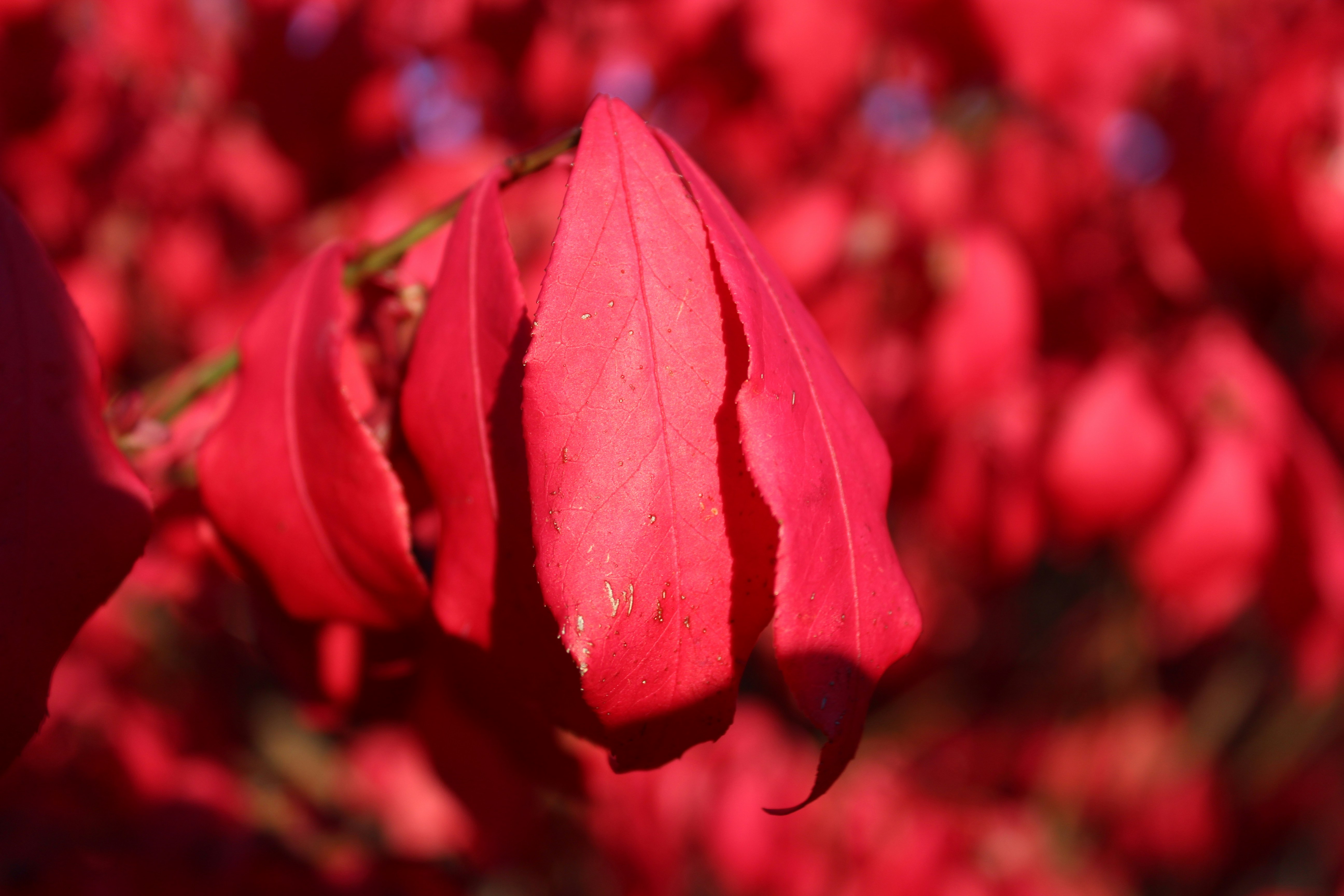 Free Unsplash photo from William Cumming