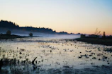 A serene sunrise over a protected wetland, with birds taking flight in the mist.