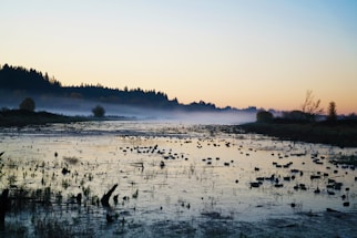 A serene wetland at sunrise, highlighting nature's delicate balance.