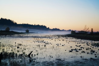 A scenic view of a protected wetland with diverse wildlife at sunrise.
