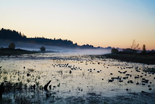A serene wetland at sunrise, highlighting nature's delicate balance.