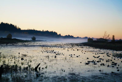 A serene sunrise over a protected wetland, with birds taking flight in the mist.