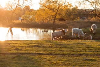 A serene pond surrounded by grazing livestock and tall grasses at dusk.