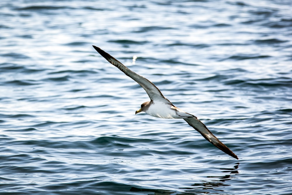flying bird over body of water