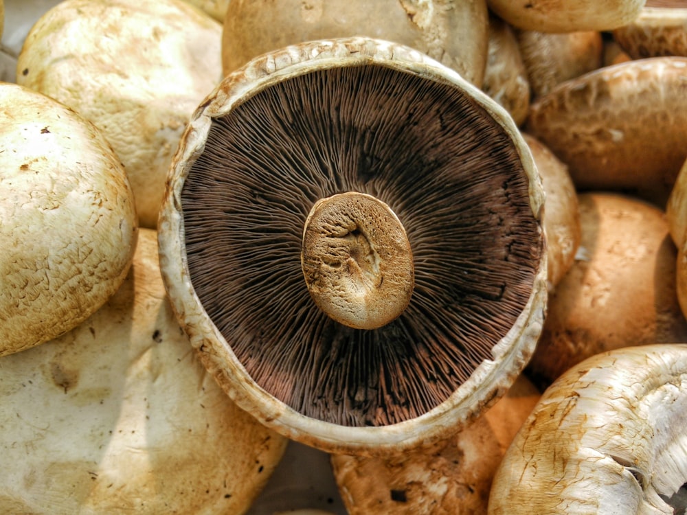 Macro of the inside of a mushroom