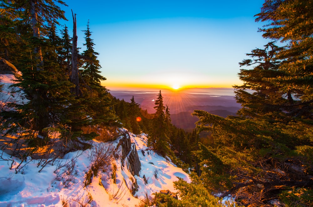 green trees on snow field at golden hour