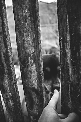 A dog touching a trainer’s hand with its nose as part of a command