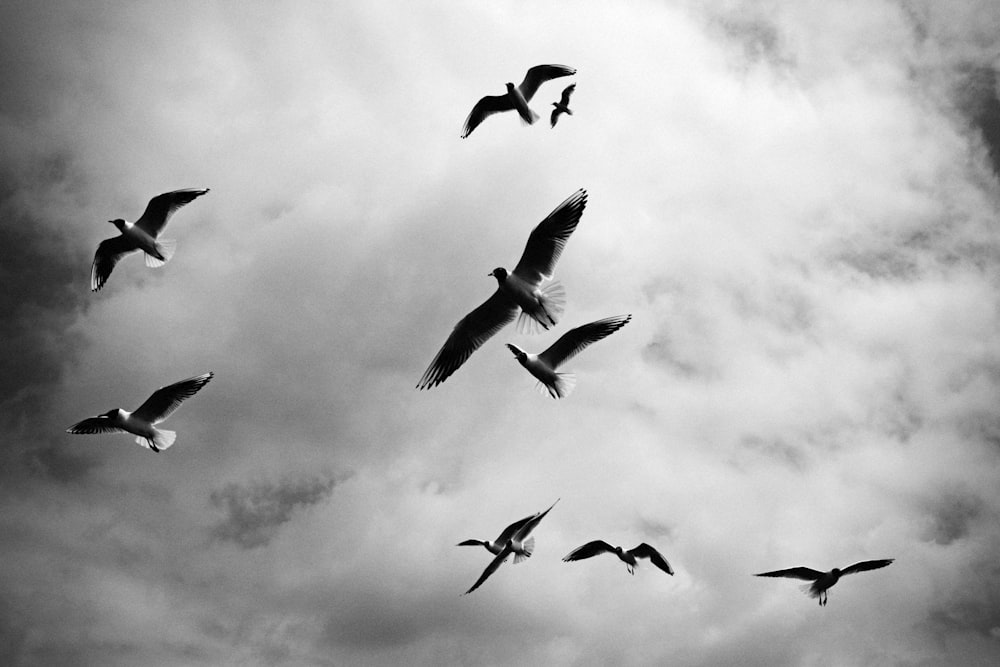 low angle photo of birds flying