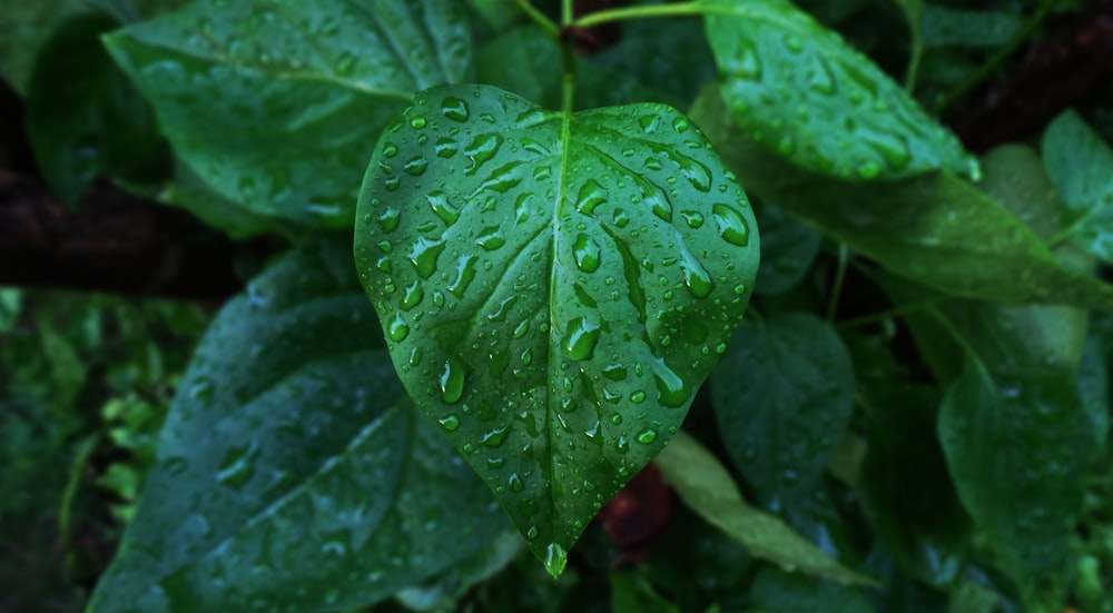 green leaves