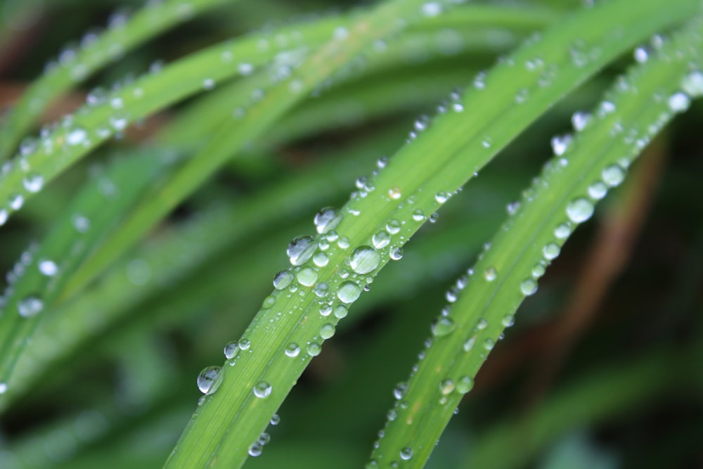 緑の葉植物の浅焦点写真