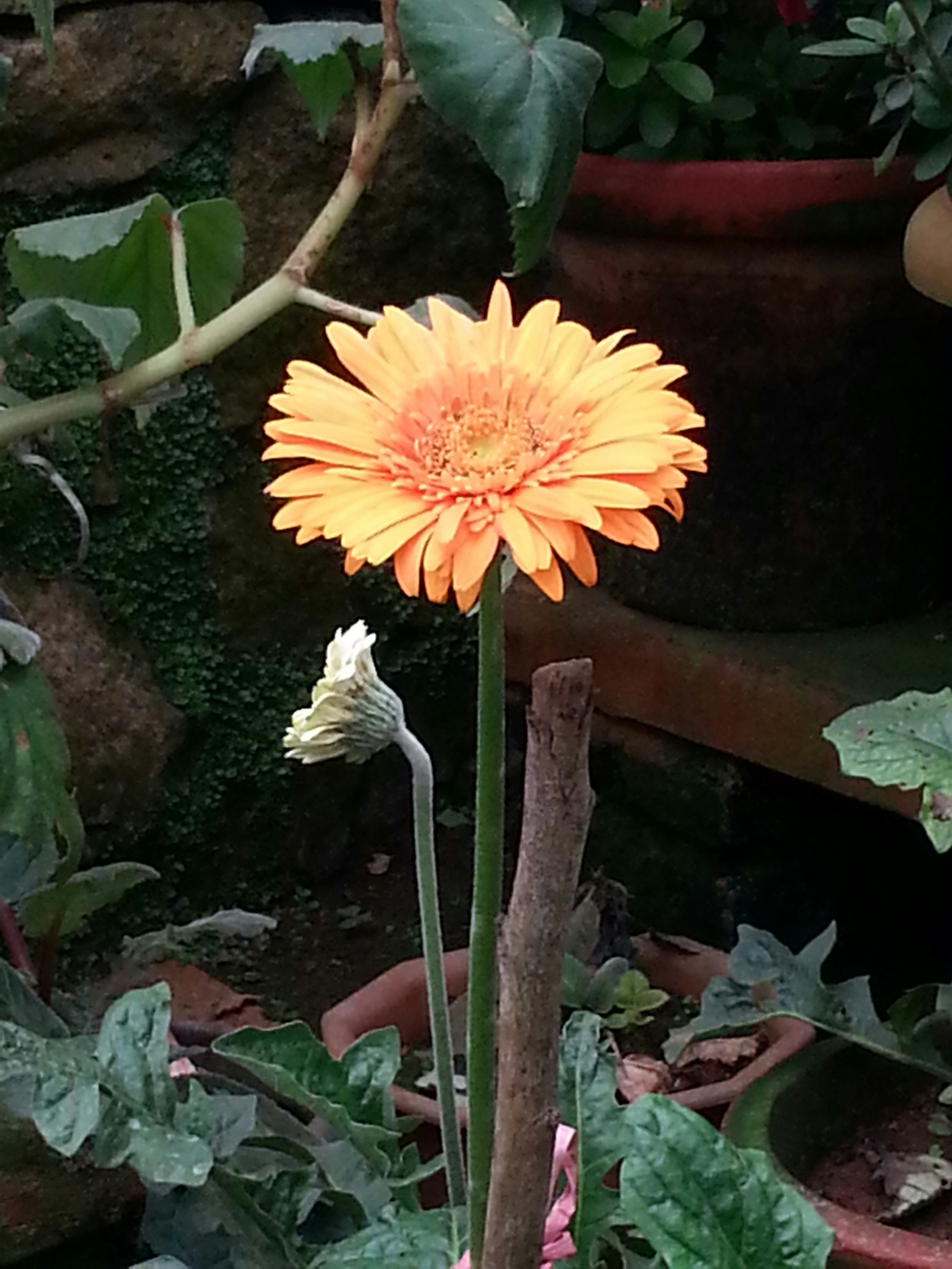 Free Unsplash photo from Suganth C