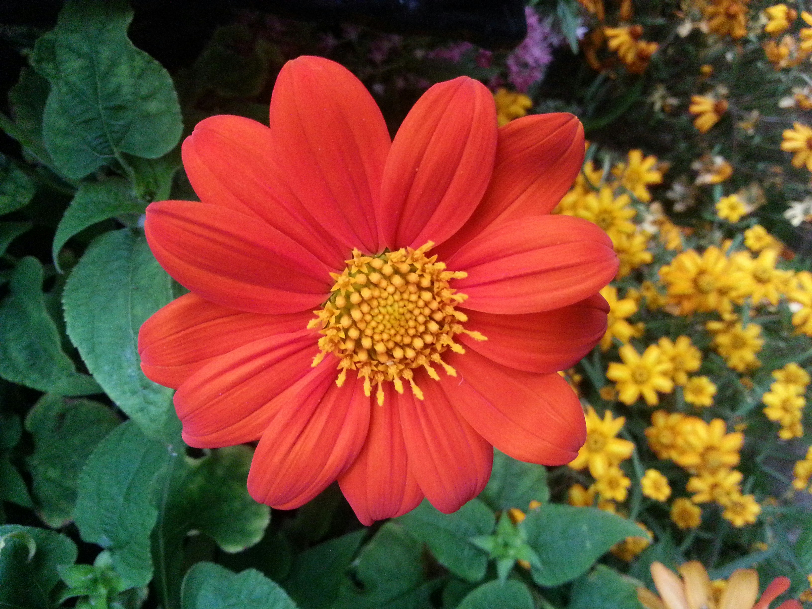 Free Unsplash photo from Suganth C