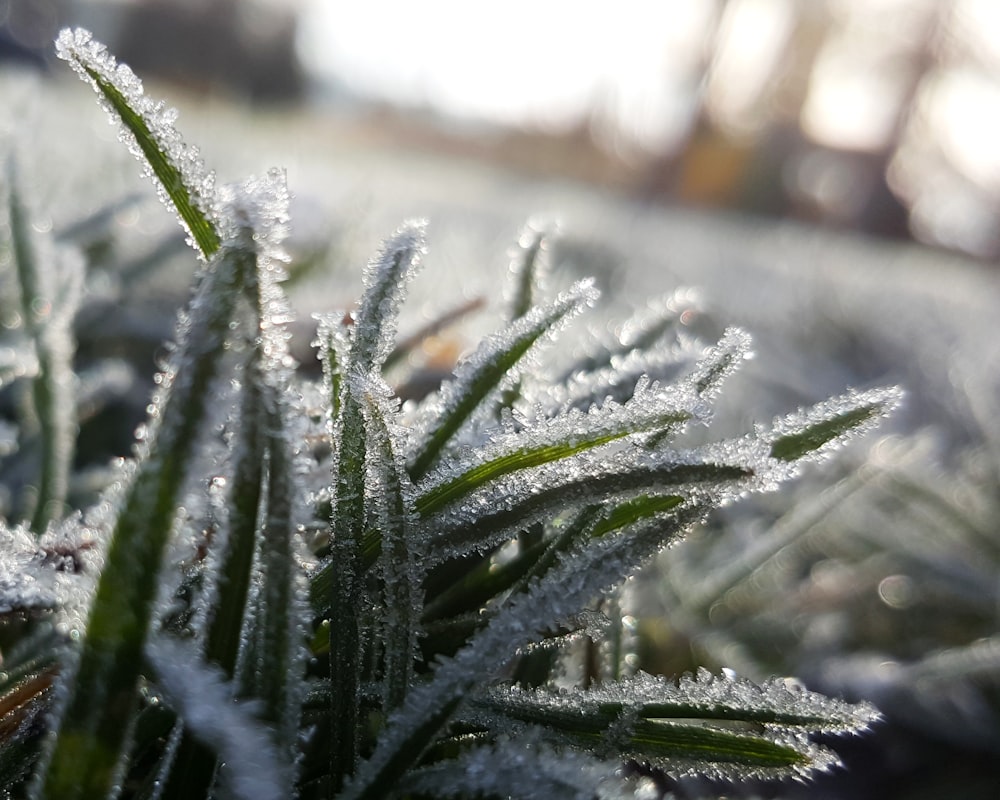 Flachfokusfotografie von schneebedecktem Gras