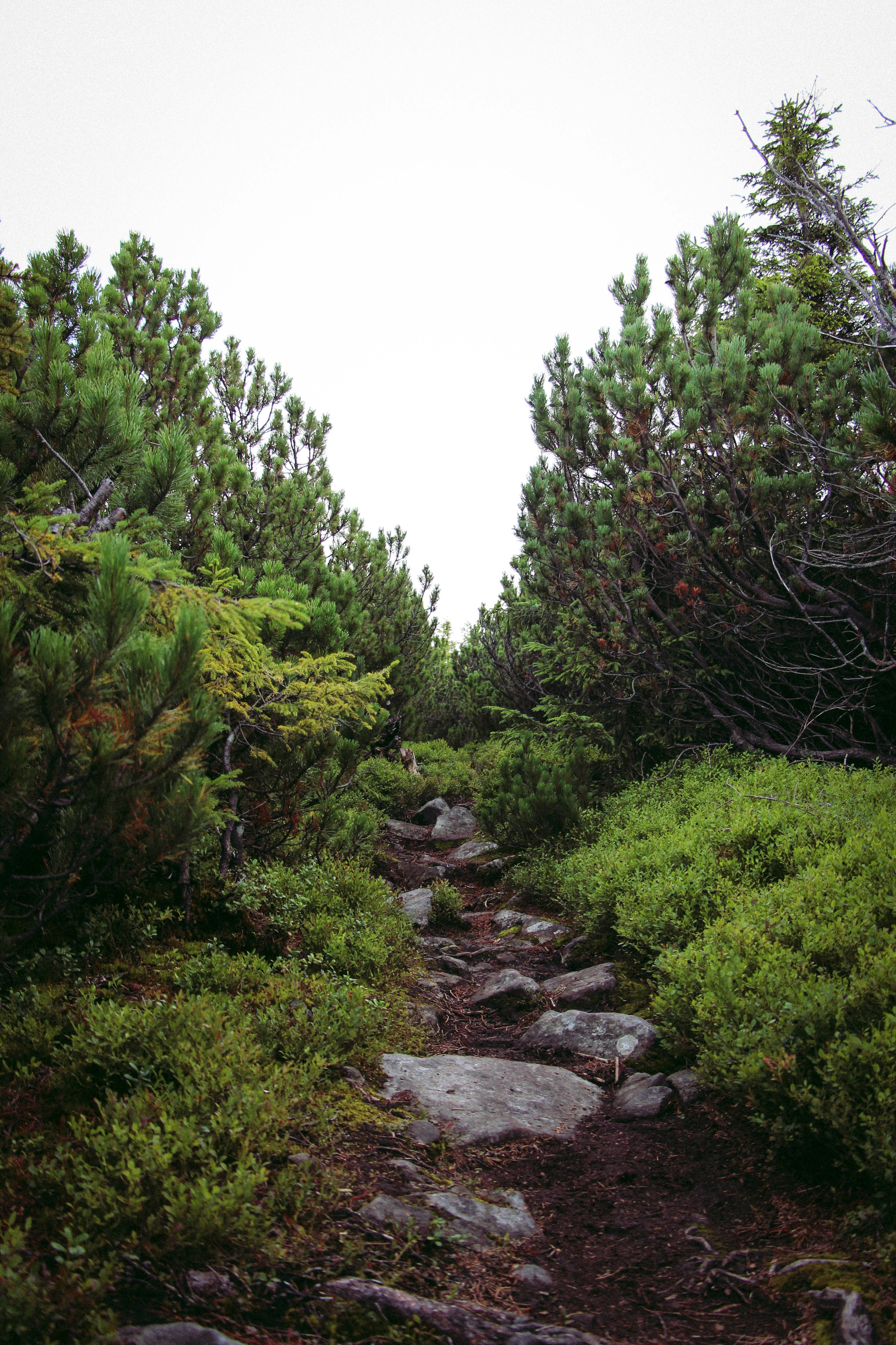 Free Unsplash photo from Adriana Petryshyn