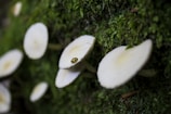 White mushrooms are growing on a moss-covered surface, with a small yellow and black spotted ladybug sitting on one of the mushroom caps.