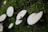 White mushrooms are growing on a moss-covered surface, with a small yellow and black spotted ladybug sitting on one of the mushroom caps.
