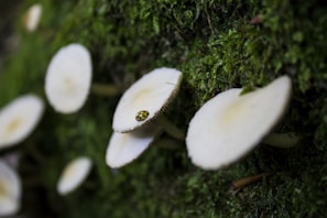 White mushrooms are growing on a moss-covered surface, with a small yellow and black spotted ladybug sitting on one of the mushroom caps.