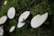 White mushrooms are growing on a moss-covered surface, with a small yellow and black spotted ladybug sitting on one of the mushroom caps.