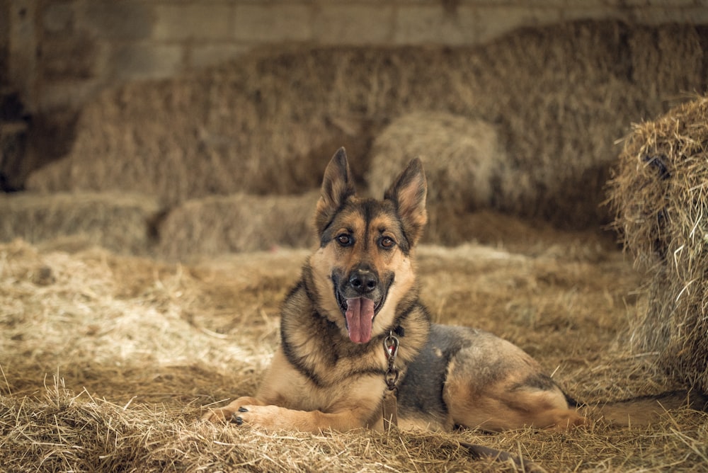 black and tan German shepherd during daytime