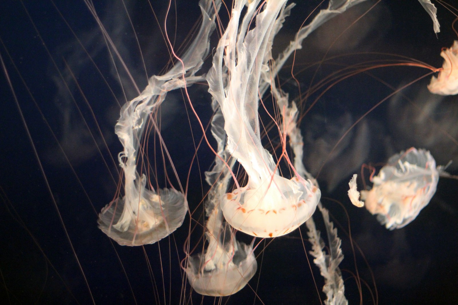 Canon EOS 550D (EOS Rebel T2i / EOS Kiss X4) + Canon EF 50mm F1.8 II sample photo. Closeup photo of jellyfish photography