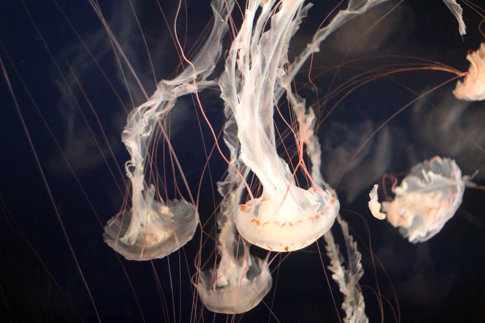 closeup photo of jellyfish