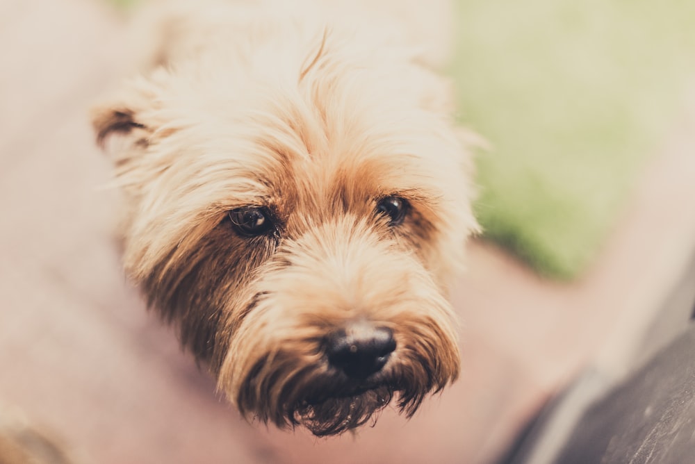 shallow focus photography of dog