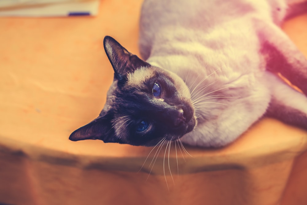 gray cat lying down on table