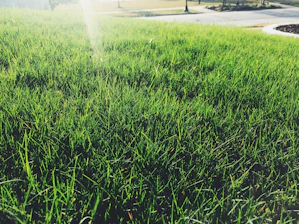 Close-up of freshly mowed green lawn with neat stripes in a sunny garden