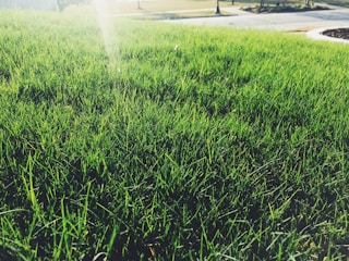 A close-up of a lush, green lawn with vibrant grass blades. The sunlight is creating a gentle glow on the grass, adding a touch of warmth to the scene. In the background, a blurred view of a sidewalk and some trees is visible.