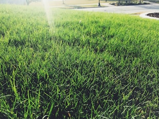 A close-up of a lush, green lawn with vibrant grass blades. The sunlight is creating a gentle glow on the grass, adding a touch of warmth to the scene. In the background, a blurred view of a sidewalk and some trees is visible.