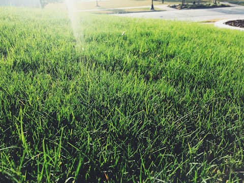 A close-up of a lush, green lawn with vibrant grass blades. The sunlight is creating a gentle glow on the grass, adding a touch of warmth to the scene. In the background, a blurred view of a sidewalk and some trees is visible.