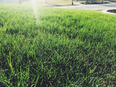 A close-up of a lush, green lawn with vibrant grass blades. The sunlight is creating a gentle glow on the grass, adding a touch of warmth to the scene. In the background, a blurred view of a sidewalk and some trees is visible.