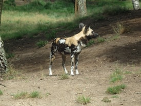 A wild African painted dog stands on a dirt and grass-covered area, surrounded by trees. The dog's fur displays a mix of brown, black, white, and tan patterns.