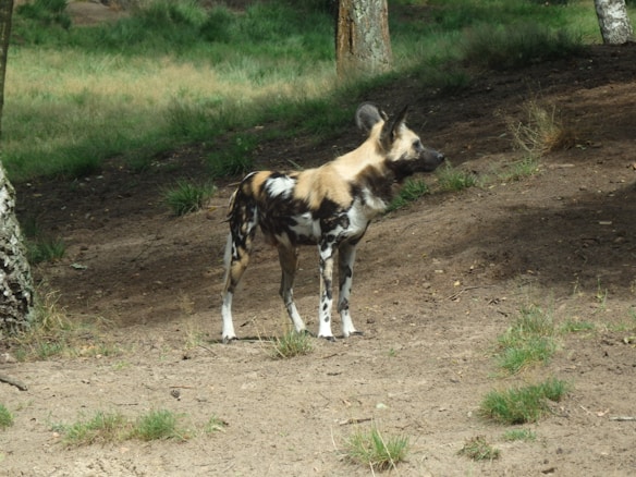A wild African painted dog stands on a dirt and grass-covered area, surrounded by trees. The dog's fur displays a mix of brown, black, white, and tan patterns.