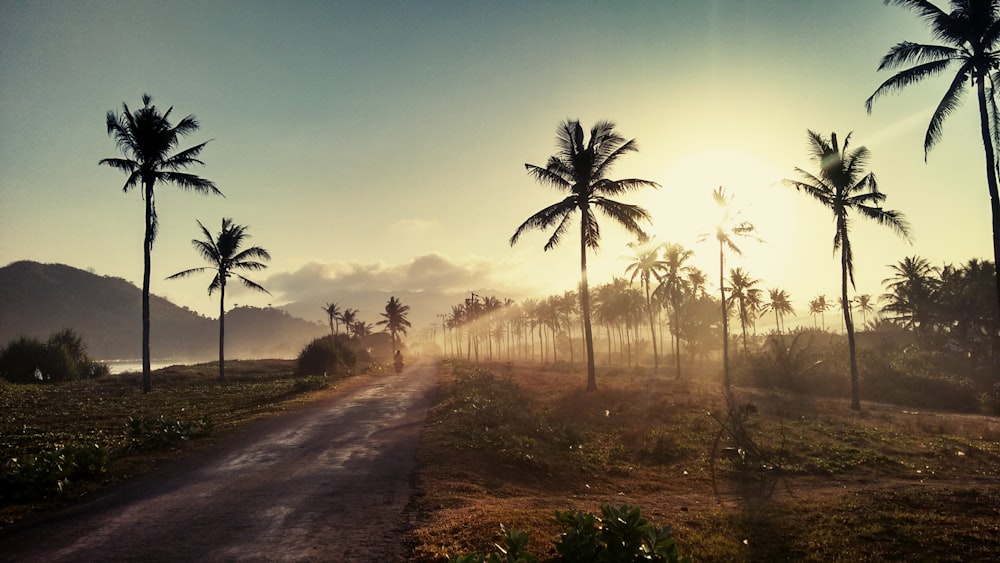 landscape photo of coconut trees